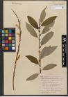 Foto von Salix wallichiana Andersson